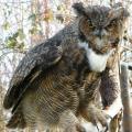 Great Horned Owl Great Horned Owl